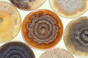 What Is Mold?